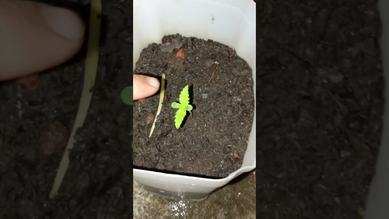 Como plantar maconha medicinal de um modo fácil e sem custos!