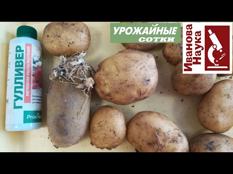 Видео: Посадка молодого картофеля - Как вырастить молодой картофель