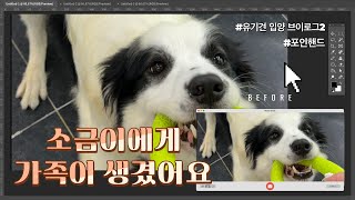 유기견 입양 VLOG | 보더콜리 입양 | 포인핸드 | 사지말고 입양하세요 | 천안시 동물보호센터 | 심장사상충 양성