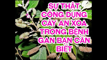 sự thật về cây an xoa trong điều trị bệnh gan bạn nên biết