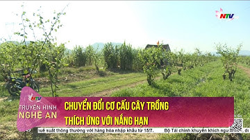Chuyển đổi cơ cấu cây trồng thích ứng với nắng hạn