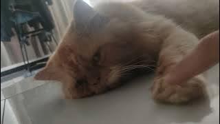 FRANGKLING KUCING PENDIAM