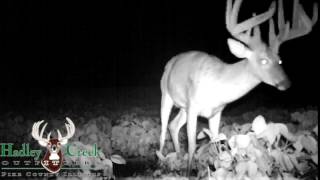 Hadley Creek Trail Cam