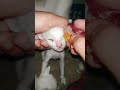 🐾 Cleaning My Newborn Kitten’s Eyes Very Carefully 🤍 #cozyvibes #petlover #newborncats
