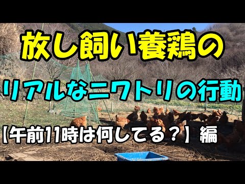 【ニワトリの1日】とある午前11時の、ニワトリ行動記録です。