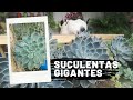 SUCULENTAS GIGANTES 💚 •Echeverría Blue Attole•