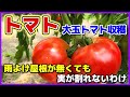 雨よけ屋根が無くても大玉トマトが割れないのは？　大玉トマト収穫／トマト栽培／麗夏／雨除け／貸し農園／家庭菜園