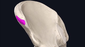 Sartorius Muscle - Origin, Insertion, Innervation & Actions