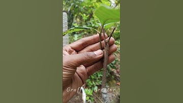 How to graft mango tree by - Side grafting