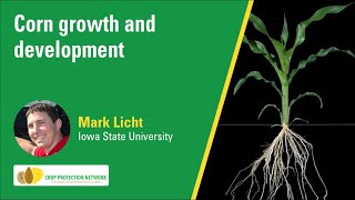 Corn growth and development