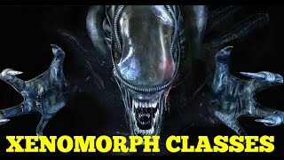 Xenomorphs - Explained (Canon)