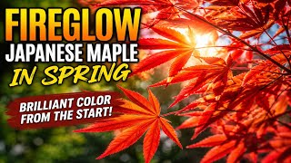 Fireglow Japanese Maple | Stunning Red Color All Season