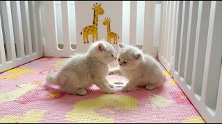 Tiny Furballs! Adorable Kittens Play at the Cat Market