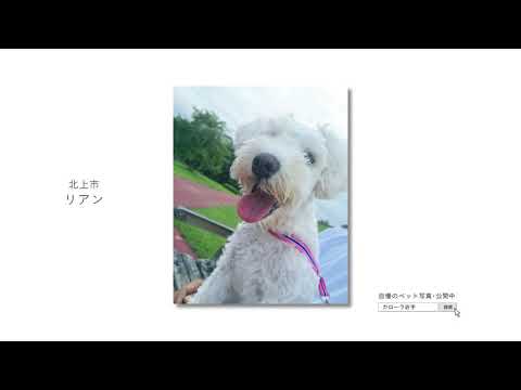 【トヨタカローラ岩手】CM2020 ペット写真篇　第３弾 11 15秒ver