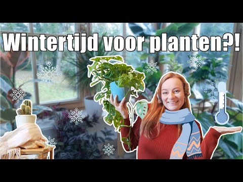 Video: Wintergroen Enkelzijdig