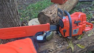Holzfforma G288xp  power and more power. ##chainsaw #chainsawreviews