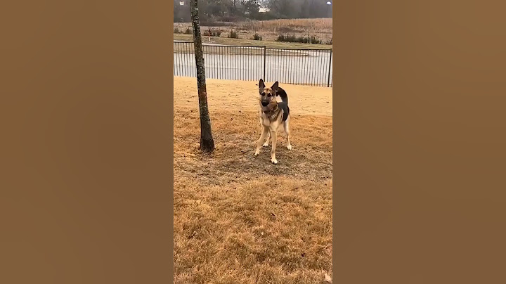 Dog Moments So Funny You’ll Cry!😂 Try Not To Laugh 🤣