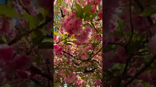 Beautiful Nature/ Flowers ? shorts Beautiful cherryblossom nature travel usa adventure