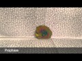 The Stages Of Mitosis (Grade 9 Science Project)