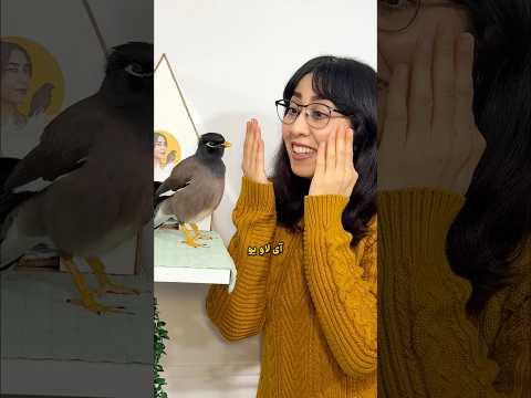 آی لاو یو❤️🐦‍⬛. #مخمل #بازی #پرنده #shorts #love