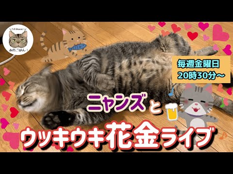 毎週金曜日はニャンズとウッキウキ花金ライブ（プレゼントが当たるよ）