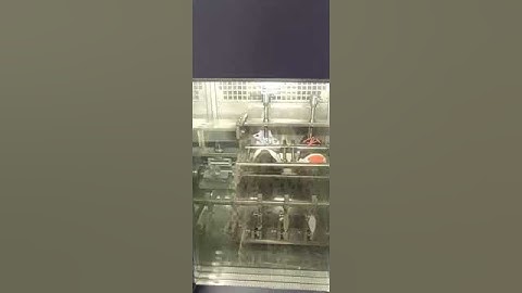 STM-6005A EN Sole Bending Testing Machine #testequipment #materialtesting #testmachine #gotester