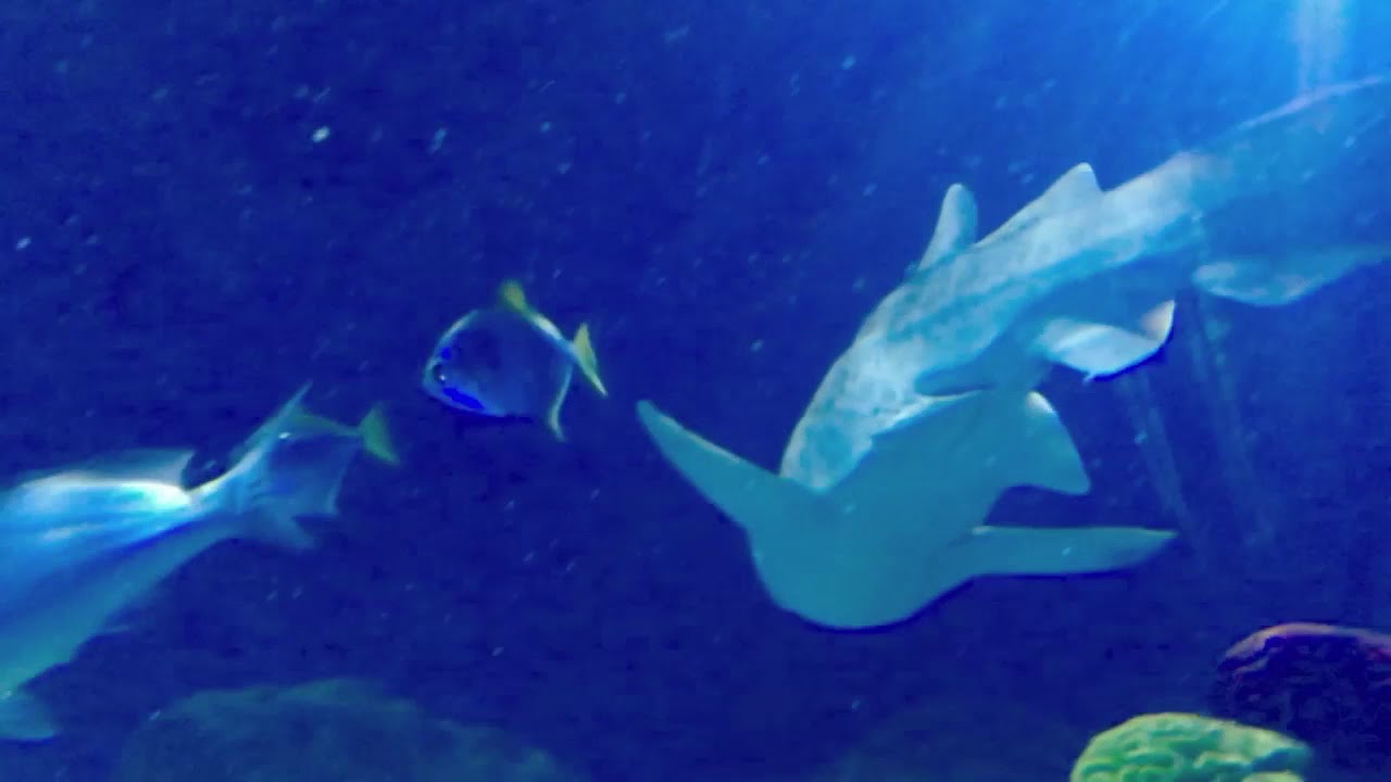 Iphone Video Of Sea Life Aquarium At Legoland Youtube