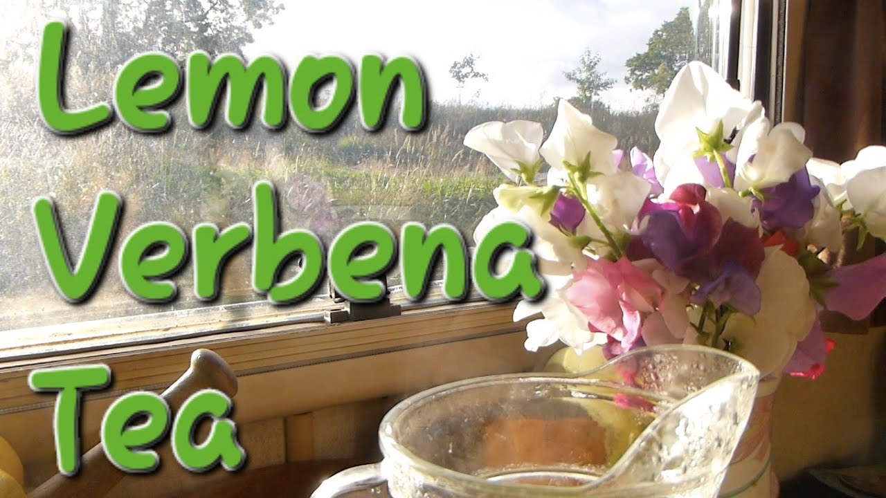 The Surprising Benefit of Lemon Verbena Tea YouTube
