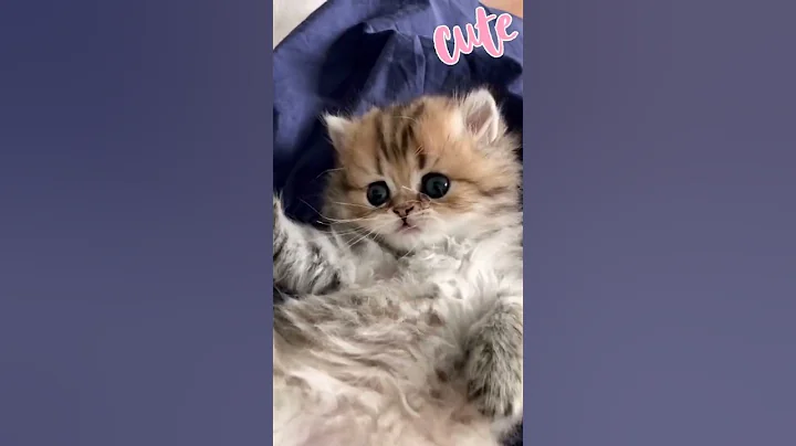 Watch the video about Adorable British Longhair Cat