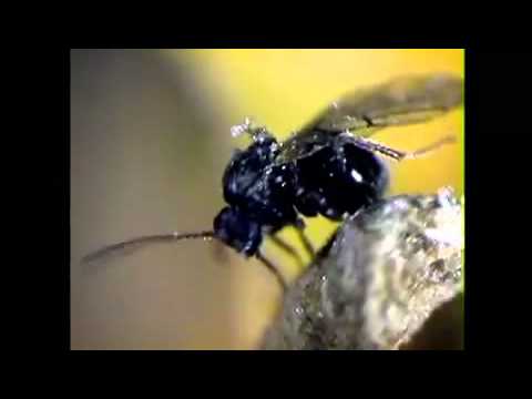 Video: Cynipid Wasp atirgul qamish o'tlari nima - atirgullardagi o'tlarni yo'q qilish bo'yicha ma'lumot va maslahatlar