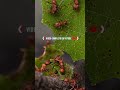 Extracto del video : &quot;Un día en la vida de las hormigas cortadoras de hojas&quot;