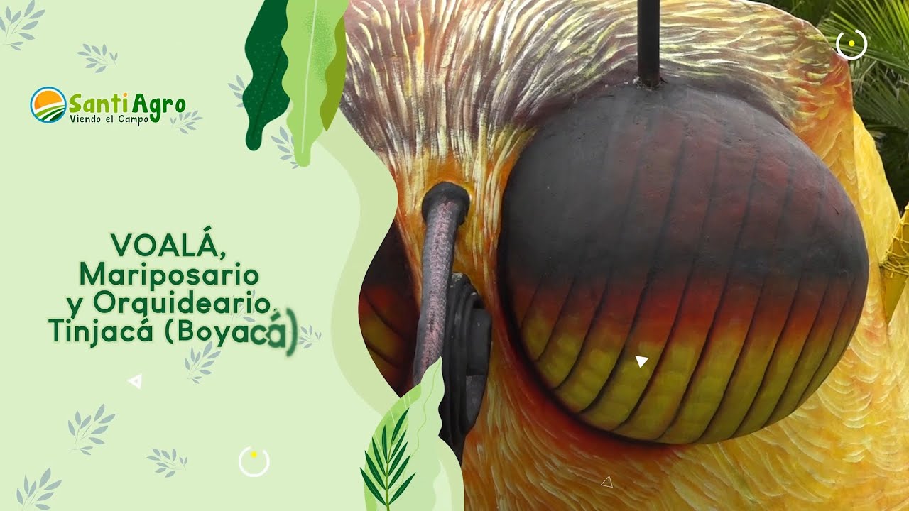 VOALÁ, Mariposario y Orquideario. Tinjacá (Boyacá)