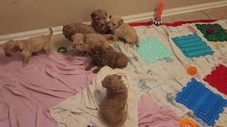 Derringer and Crockett's Litter - 5 weeks old by Chattahoochee Kennels 107 views 4 months ago 2 minutes, 14 seconds