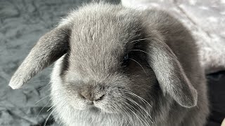 Cute Baby Bunny Rabbit by Bella & Blondie Bunny Rabbits 971 views 3 weeks ago 1 minute, 42 seconds