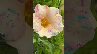 #youtubeshorts #viral #trending #asia # #flowers