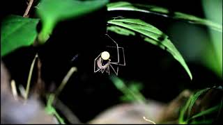 Net-casting Spider (Deinopis longipes) spinning her egg sac