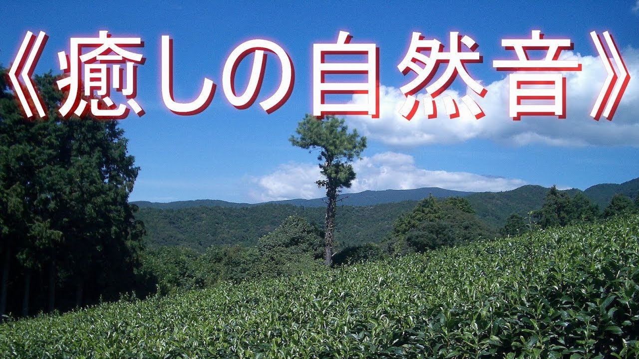 癒しの自然音》森林編（秋の静かな森）野鳥や虫の鳴き声【安らぎ