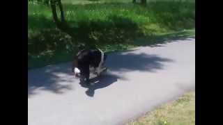 Bessy skejta :D by Ellany Ipša - Border Collie Hyper Paw kennel 236 views 9 years ago 1 minute, 17 seconds