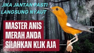 Download Lagu LANGSUNG RESPON! 100% efektif buat pancingan Anis merah bisu macet total biar bunyi kembali | 43 MP3
