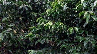 COFFEE SPACING: 5ft x 5ft . This new technique doubles productivity.