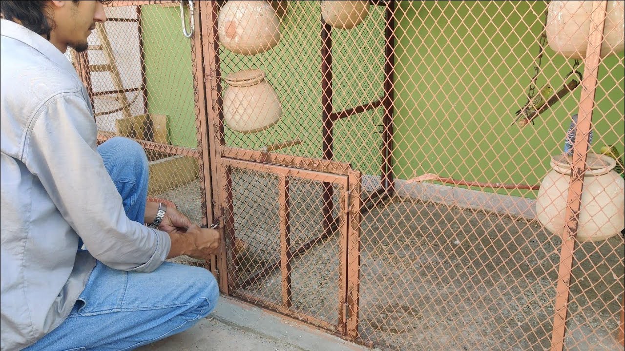 DAY 74🦜 11th RAMADAN 😍#birds 👉@ansarak7747 #parrot #minivlog #foryou #pets #ramadan 