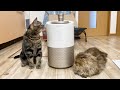猫用空気清浄機が届いたので開封して使ってみたら快適すぎました