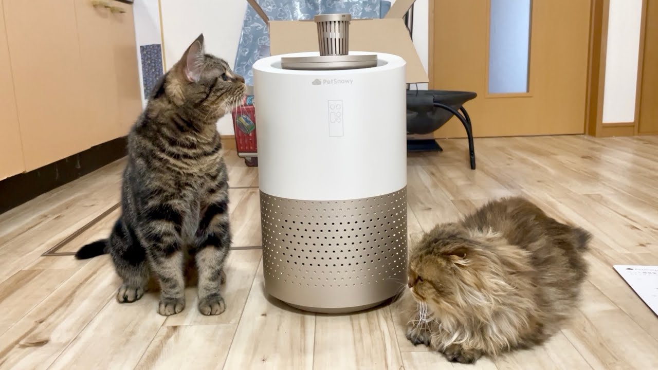 猫用空気清浄機が届いたので開封して使ってみたら快適すぎました - YouTube