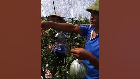 Cách ghép quả bưởi diễn, tại nhà vườn anh ngô huy cảnh đồng mai hà đông hà nội