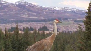 Sandhill Crane Vocalizations