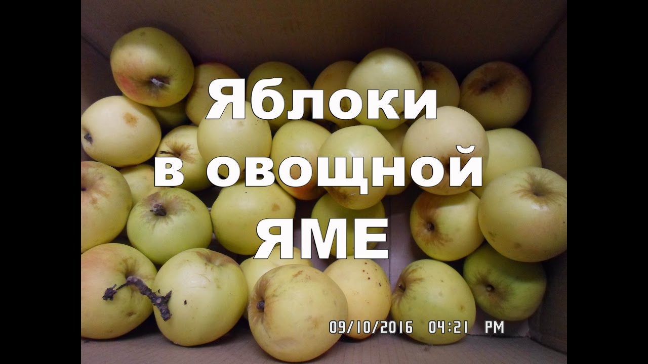 Хранение яблок в овощной яме