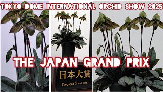 SAMURAI LOOK JAPAN 🏆 GRAND PRIX WINNER ORCHID PAPH WARDII OSUMI by TATSURO SOGA 曽我 達朗 受賞花 オオスミ 蘭 ラン