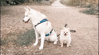 BALADE SANS LAISSE, ENTRE HUSKY ET POMSKY  YUKI HUSKY