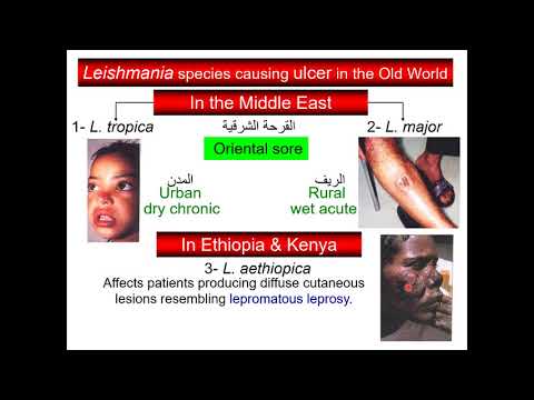 Video: Aerobe Bacteriële Flora Van Biotische En Abiotische Compartimenten Van Een Hyperendemische Zoonotische Cutane Leishmaniasis (ZCL) Focus