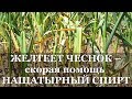 ЖЕЛТЕЕТ ЧЕСНОК - скорая помощь НАШАТЫРНЫЙ СПИРТ